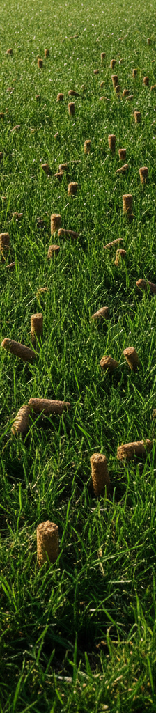 Freshly aerated lawn with small soil plugs on the surface, indicating recent core aeration.