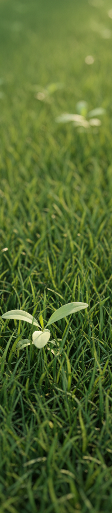 Close-up of healthy green lawn with young crabgrass plants peeking through, illustrating the initial stage of weed invasion.