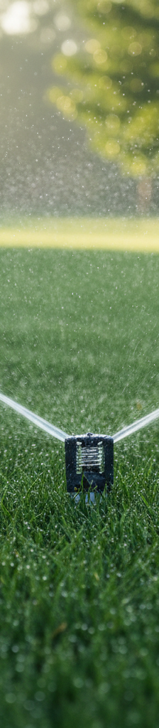 A lush, green lawn being watered by a sprinkler in an early morning summer setting.