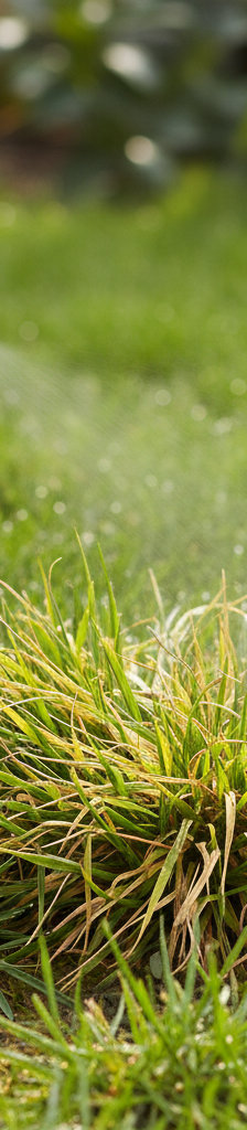Hand spot-treating crabgrass with a sprayer, healthy green lawn surrounding