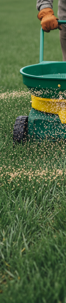 Homeowner applying granular fertilizer to a green lawn with a spreader in the fall time.