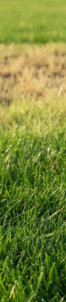 Vibrant green summer lawn transitioning to a yellowed patch due to improper care
