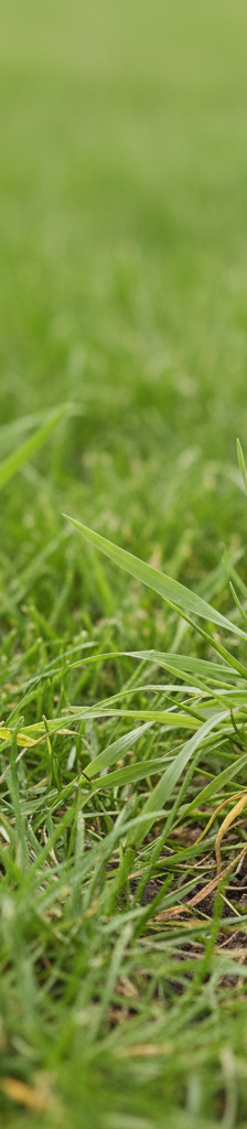 Homeowner's hand in a gardening glove pulling a young crabgrass plant from a lush green lawn.