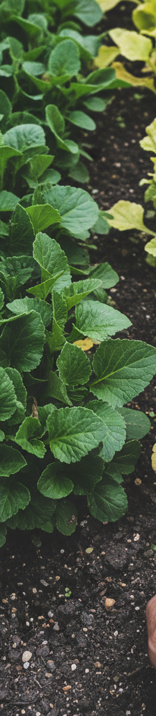 Garden bed showing a healthy green plant contrasted with a pale, yellowing plant suffering from nitrogen deficiency, with a hand pointing at the yellow leaves.