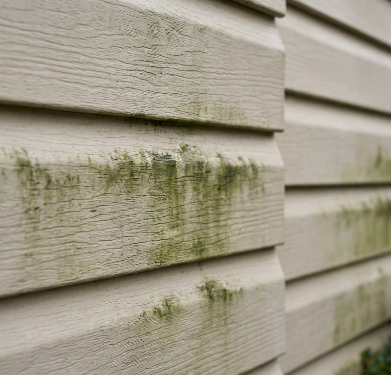 Green algae and mildew stains on a section of beige vinyl house siding