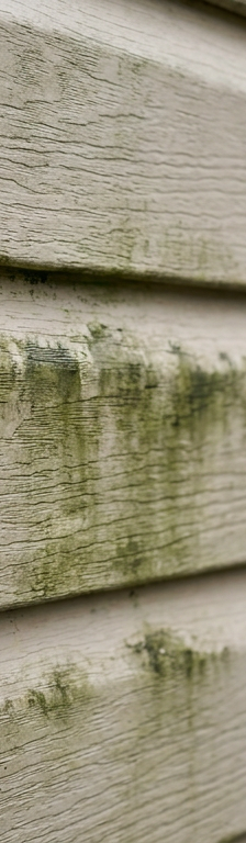 Green algae and mildew stains on a section of beige vinyl house siding