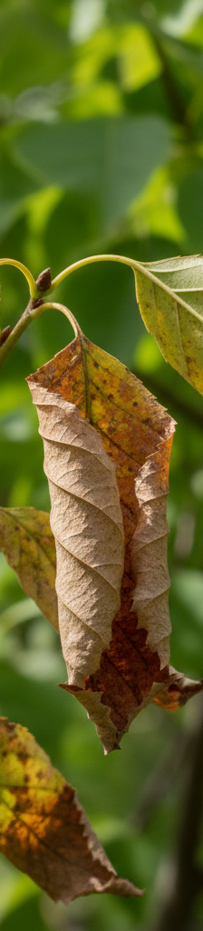 Close-up of tree leaves turning brown, showing stress and discoloration