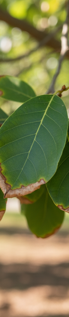 Tree leaves turning brown on the edges, indicating scorch or drought stress