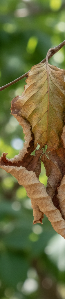 Close-up of brown, dry tree leaves showing wilting from drought stress against a green background.