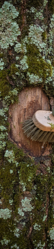 Gloved hand gently scrubbing moss and lichen off a tree trunk with a stiff brush.