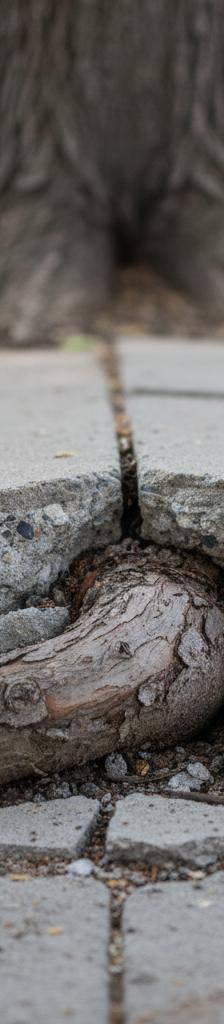 Thick tree root visibly lifting and cracking a concrete sidewalk slab, causing an uneven surface and tripping hazard.