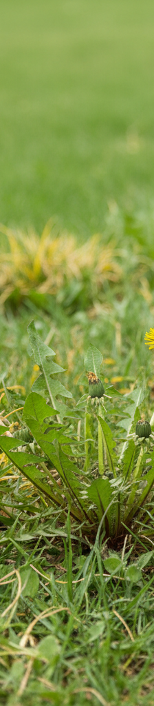 A gloved hand pointing at stubborn weeds in a patchy lawn, illustrating ineffective weed killer.