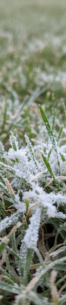 Close-up of grass blades covered in white powdery mildew, resembling a fine white dust.