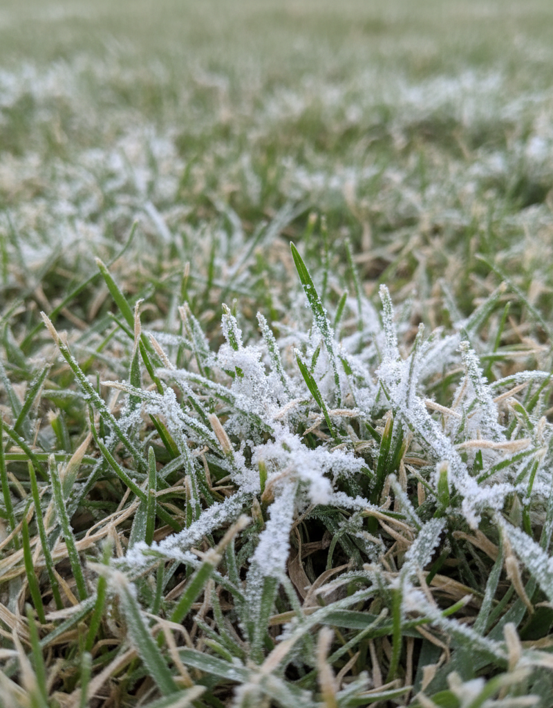 Close-up of grass blades covered in white powdery mildew, resembling a fine white dust.
